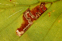 Stigmella tityrella