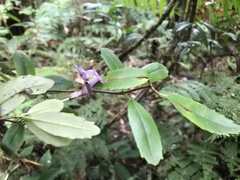 Lysionotus pauciflorus