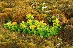 Chrysosplenium tetrandrum