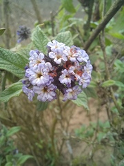 Heliotropium