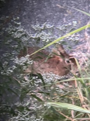 Sylvilagus floridanus