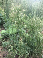 Erigeron canadensis