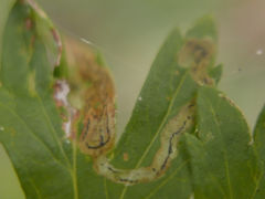 Liriomyza artemisicola