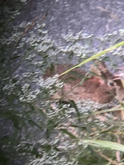 Sylvilagus floridanus