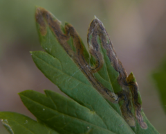 Liriomyza artemisicola