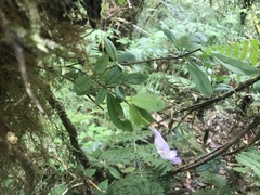 Lysionotus pauciflorus