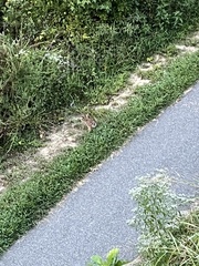 Sylvilagus floridanus