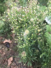 Erigeron canadensis
