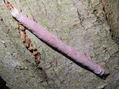 Parallelia bistriaris