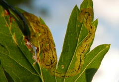 Liriomyza artemisicola