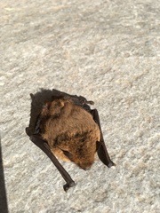 Pipistrellus