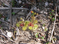 Drosera glanduligera