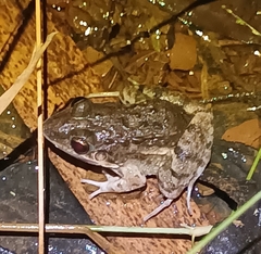 Leptodactylus fragilis