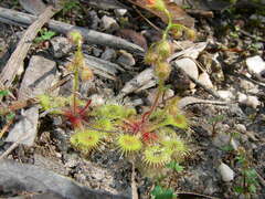 Drosera glanduligera