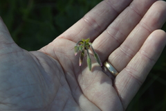 Pelargonium alchemilloides