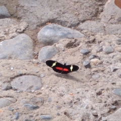 Heliconius clysonymus