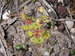 Drosera glanduligera