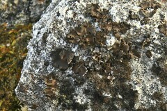 Umbilicaria polyphylla