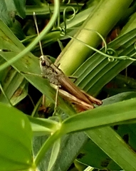 Gomphocerippus rufus