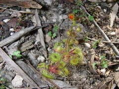 Drosera glanduligera