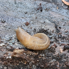 Limacoidei
