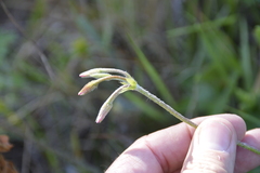Pelargonium alchemilloides