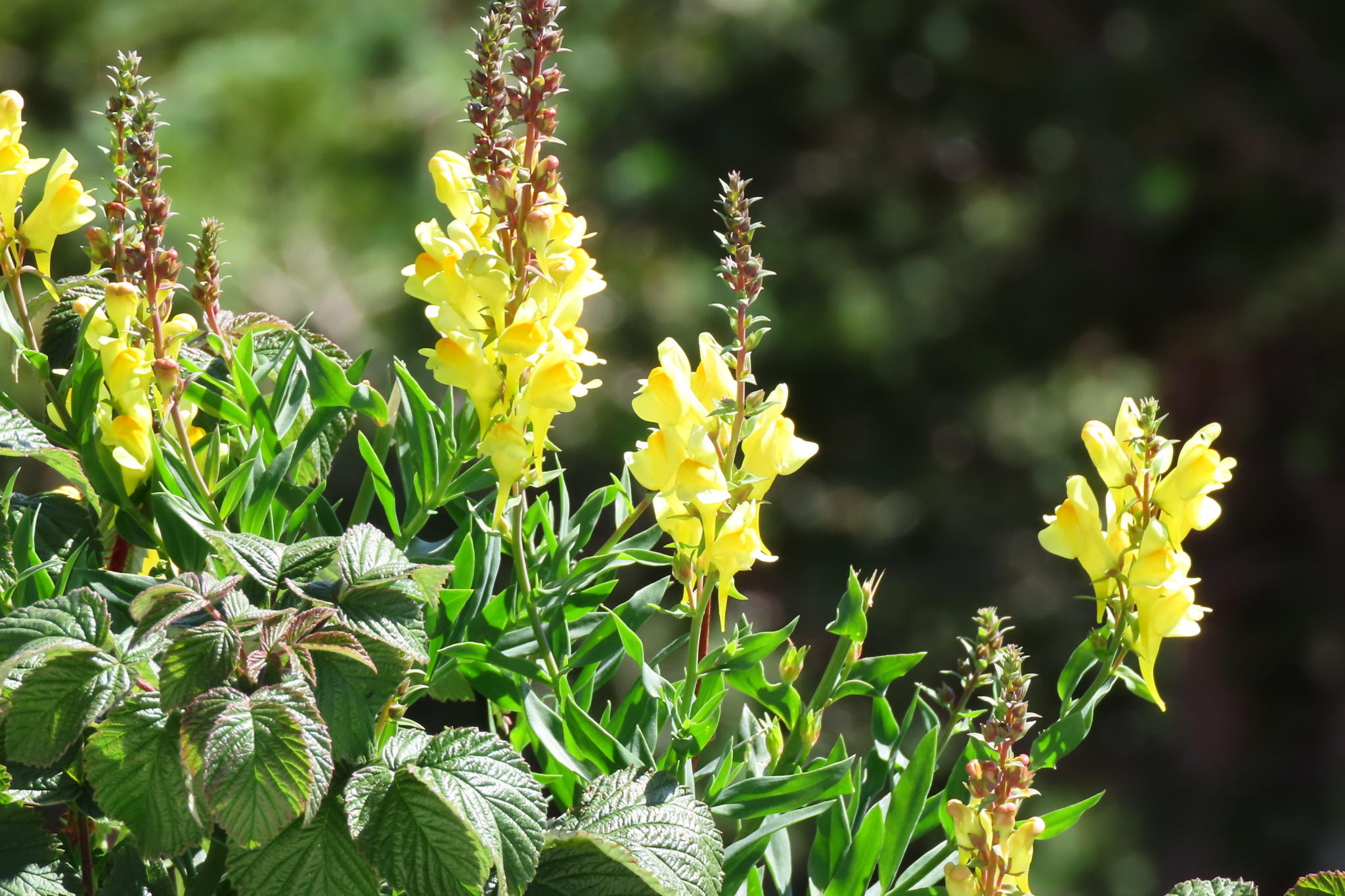 Linaria X hybrida