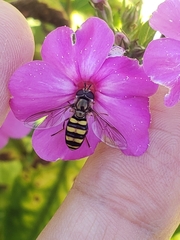 Metasyrphus