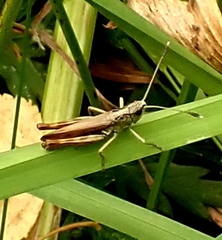 Gomphocerippus rufus