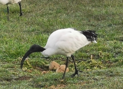 Threskiornis aethiopicus