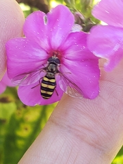 Metasyrphus