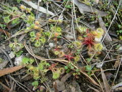 Drosera glanduligera