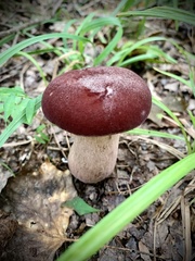 Tylopilus rubrobrunneus