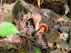 Boletus subvelutipes