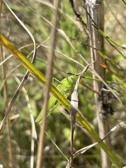 Phaneroptera falcata