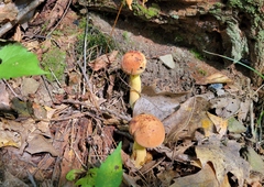 Boletus subvelutipes