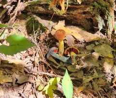 Boletus subvelutipes