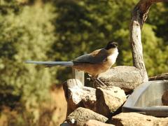 Cyanopica cooki