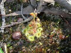 Drosera glanduligera