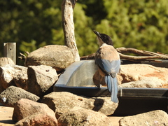Cyanopica cooki