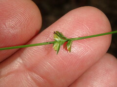 Chasmanthium sessiliflorum