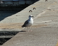 Larus michahellis