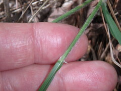 Chasmanthium sessiliflorum