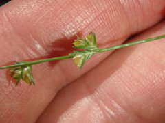 Chasmanthium sessiliflorum