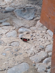 Heliconius clysonymus