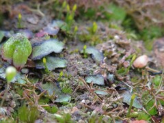 Eccremidium pulchellum