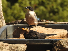 Cyanopica cooki