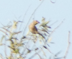 Coccothraustes coccothraustes