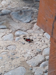 Heliconius clysonymus