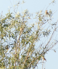 Coccothraustes coccothraustes